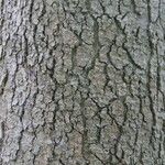 Quercus chrysolepis Kabuk