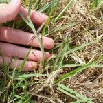 Bothriochloa bladhii Leaf