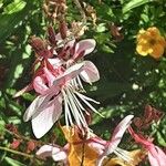 Oenothera gaura Flower