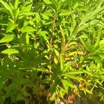 Penthorum sedoides Leaf