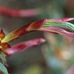 Rhododendron kendrickii Floare