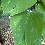 Bauhinia monandraBlad