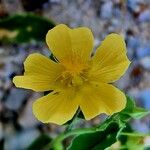 Abutilon indicum Λουλούδι