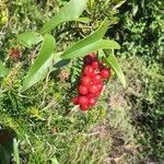 Smilax aspera Fruitua