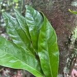 Coelocaryon preussii Leaf