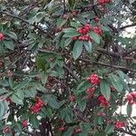 Cotoneaster frigidus Habitus