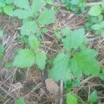 Geum aleppicum Leaf