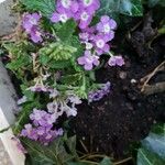 Verbena × hybrida Groenland & RümplerFlower