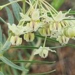 Gomphocarpus fruticosus Flower