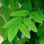 Styphnolobium japonicum Leaf