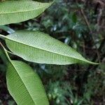 Maillardia borbonica Leaf
