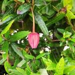 Crinodendron hookerianum 花