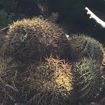 Ferocactus glaucescens Foglia