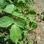 Rubus questieri 葉
