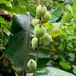 Canna glauca Fruto