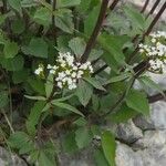 Valeriana tripteris Kukka