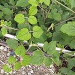 Clematis buchananiana Hoja