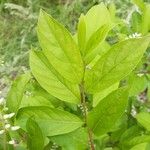 Itea virginica Folha