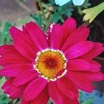 Tanacetum coccineum Flower