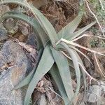 Aloe fleurentinorum Листок