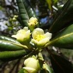 Xanthostemon multiflorus Flower