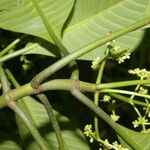 Psychotria panamensis Kvet