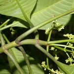 Psychotria panamensis Flower