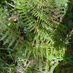 Pteridium aquilinum Blad