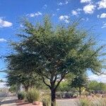 Quercus fusiformis Hábito