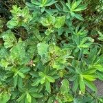 Euphorbia hirsuta Leaf