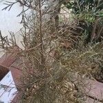 Juniperus occidentalis Листок