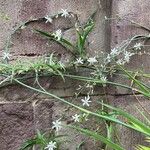 Anthericum ramosum Fleur