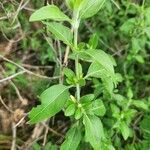 Barleria volkensii Leaf