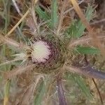 Atractylis humilis Fruit