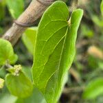 Cynanchum insipidum Blatt