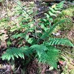 Dryopteris carthusianaBlad