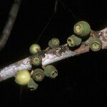 Bellucia mespiloides Fruit