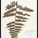 Cyathea surinamensis Лист
