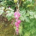 Dicentra spectabilis Flor