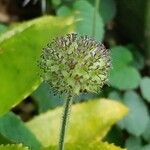 Acalypha poiretii Leaf