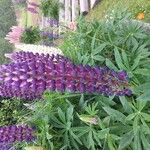 Lupinus polyphyllusKvět