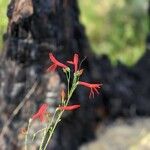 Keckiella ternata