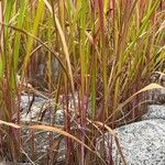 Imperata cylindricaBlad