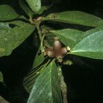 Amaioua guianensis