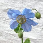 Meconopsis grandis Blüte