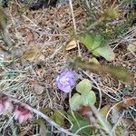 Anemone hepaticaKvet