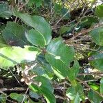 Xylosma vincentii Συνήθη χαρακτηριστικά