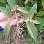 Miconia xalapensis Kvet