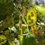 Lunaria annua Fruit