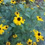 Rudbeckia triloba Beste bat